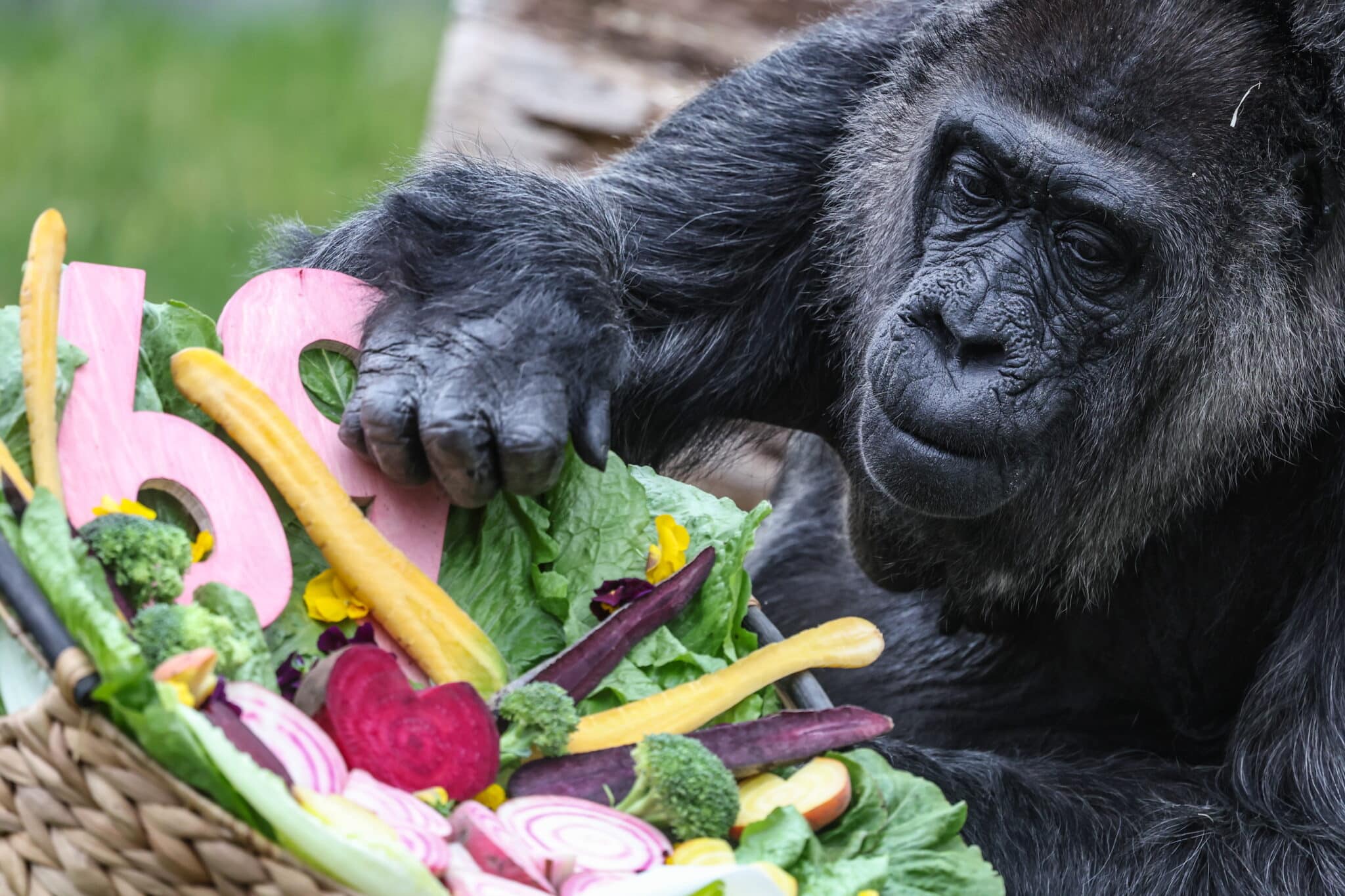 Seniausia pasaulyje gorila Berlyno zoologijos sode švenčia 69-ąjį gimtadienį: jos istorija neeilinė
