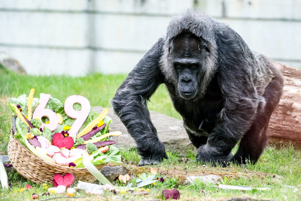 69-erių gorila Fatou. EPA-ELTA