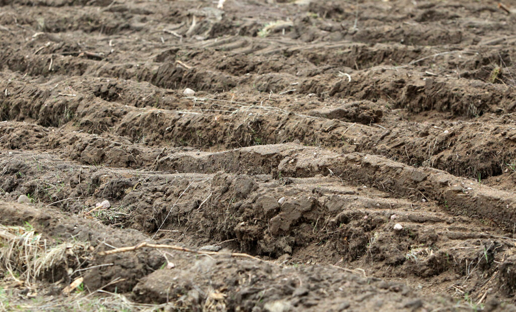 75 proc. šalies dirvožemio balansuoja ant degradavimo ribos. Dainiaus Labučio (ELTA) nuotr.
