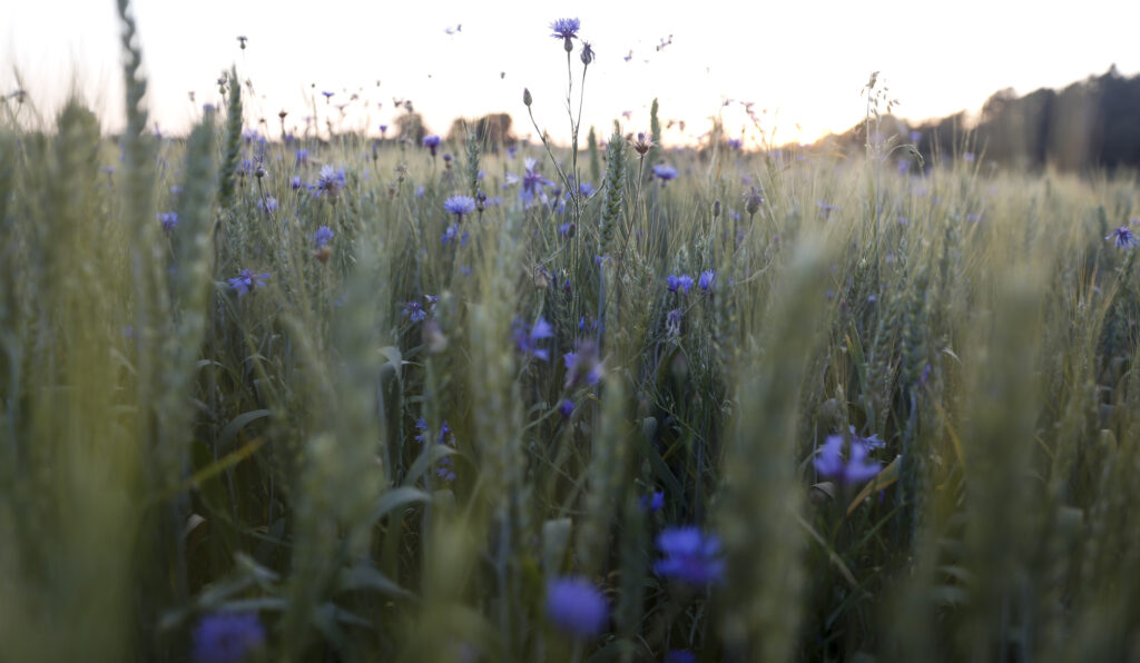 Javuose augančių rugiagėlių laukas. Mariaus Morkevičiaus (ELTA) nuotr.