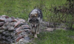 Aplinkos ministerija siūlo didinti vilkų sumedžiojimo limitą tam tikrose savivaldybėse. Eltos nuotr.