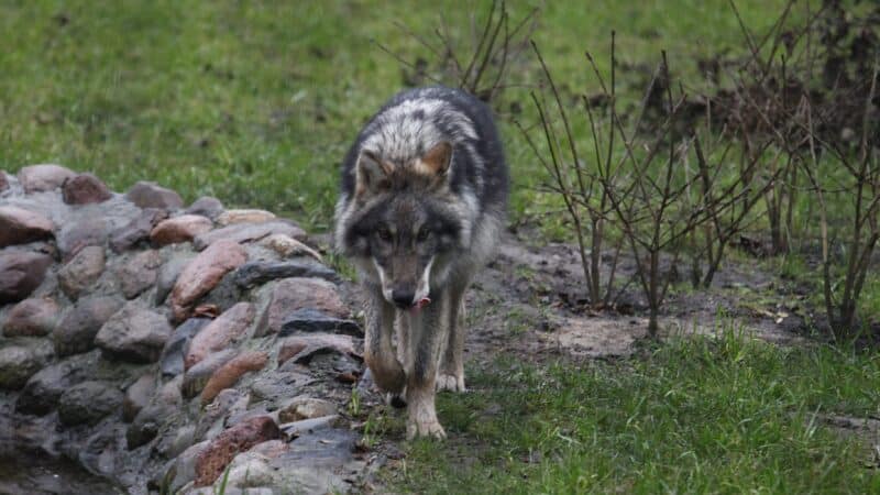 Vilkų medžioklė Lietuvoje baigta: skaičiai atskleidė ir netikėtą tendenciją