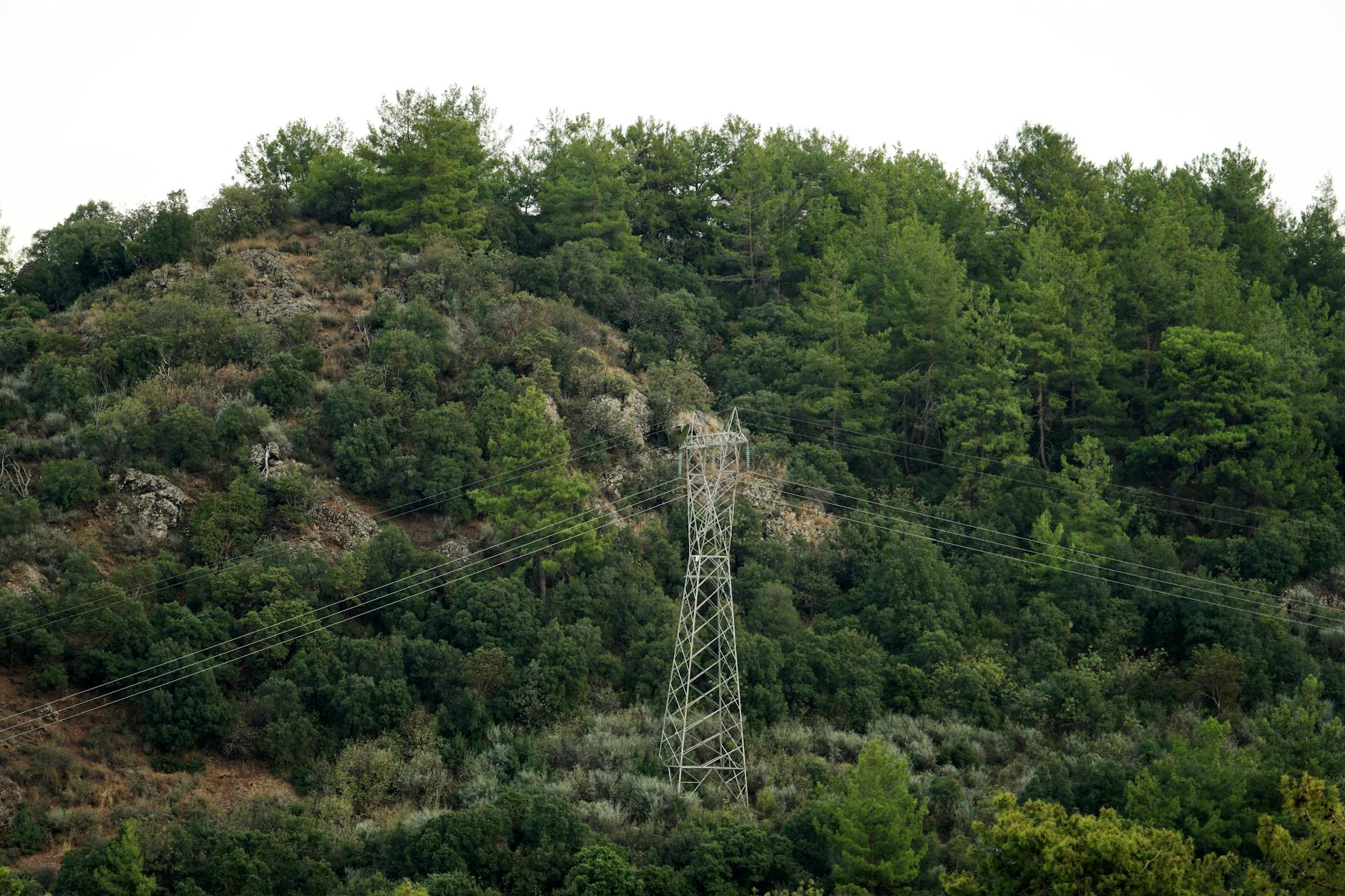 Electricity transmission lines forest