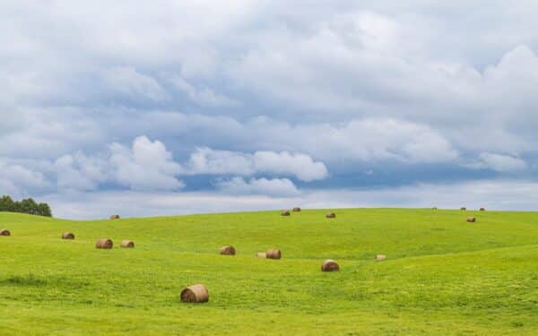 Lietuvos žemės ūkis klimato kaitos kryžkelėje: kaip kinta pasėliai, rizikos ir ūkio sprendimai regionuose
