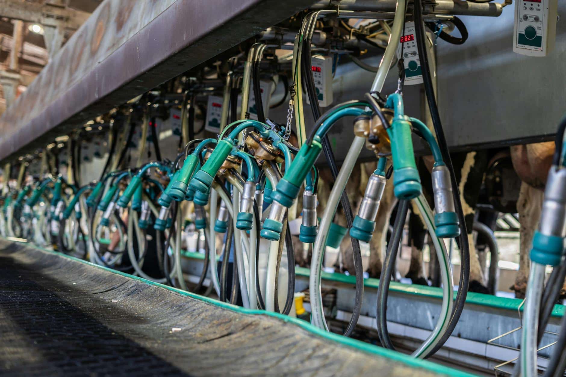 Pieno gamintojų spaudimas tarp sąnaudų ir supirkimo kainų: kokias išeitis mato ūkiai ir vartotojai