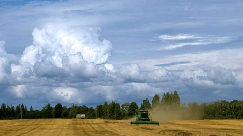 Sausos vasaros ir potvyniai rudenį: kaip ekstremalus klimatas keičia grūdų sektorių ir maisto kainas