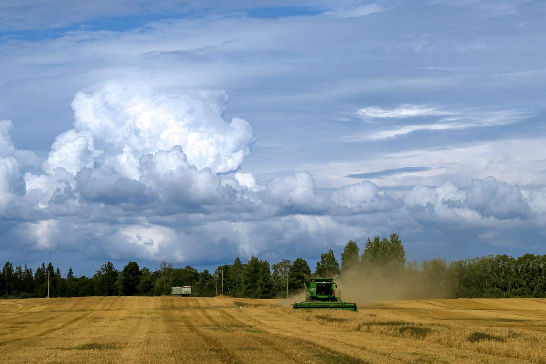 Sausos vasaros ir potvyniai rudenį: kaip ekstremalus klimatas keičia grūdų sektorių ir maisto kainas