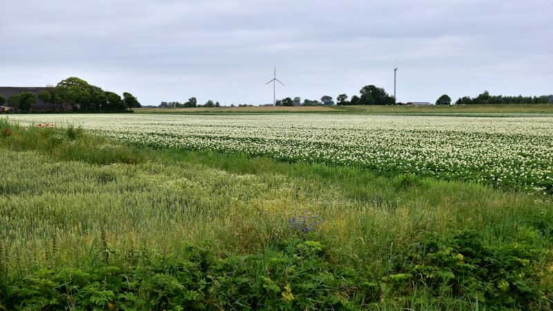 Vėjo energija be didžiųjų parkų: kaip mažesni projektai regionuose keičia energetinį saugumą ir kainų riziką