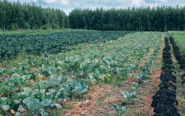 Grūdų sandėliavimas po derliaus: kaip išvengti nuostolių ir užsitikrinti geresnę pardavimo kainą
