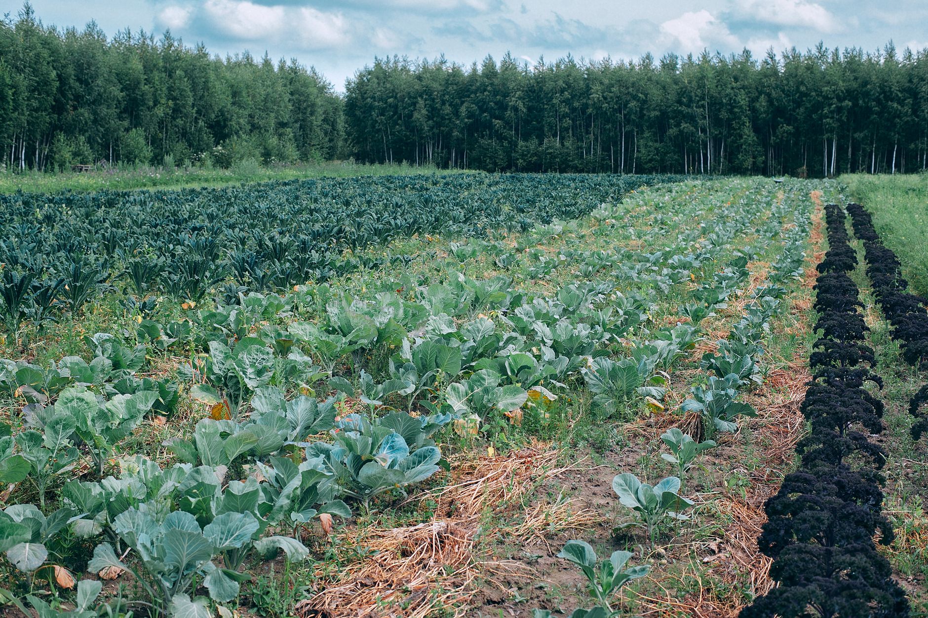 Grūdų sandėliavimas po derliaus: kaip išvengti nuostolių ir užsitikrinti geresnę pardavimo kainą