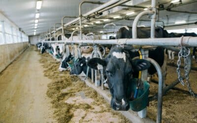 Gyvulių gerovės standartai ūkiuose: nuo privalomų reikalavimų iki realios ekonominės naudos ūkininkams
