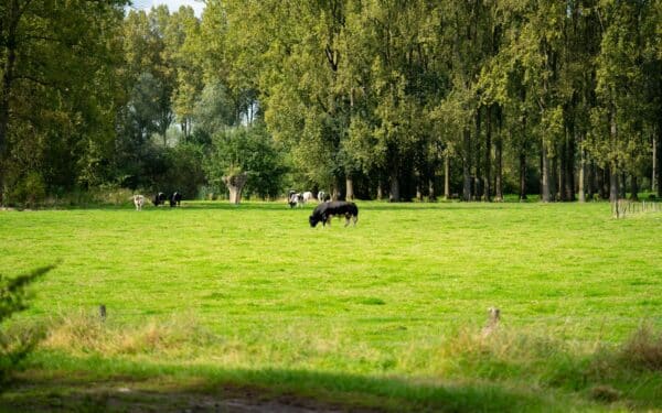 Gyvulininkystės ateitis Lietuvoje: kaip ganykliniai ūkiai prisitaiko prie besikeičiančio klimato ir rinkos