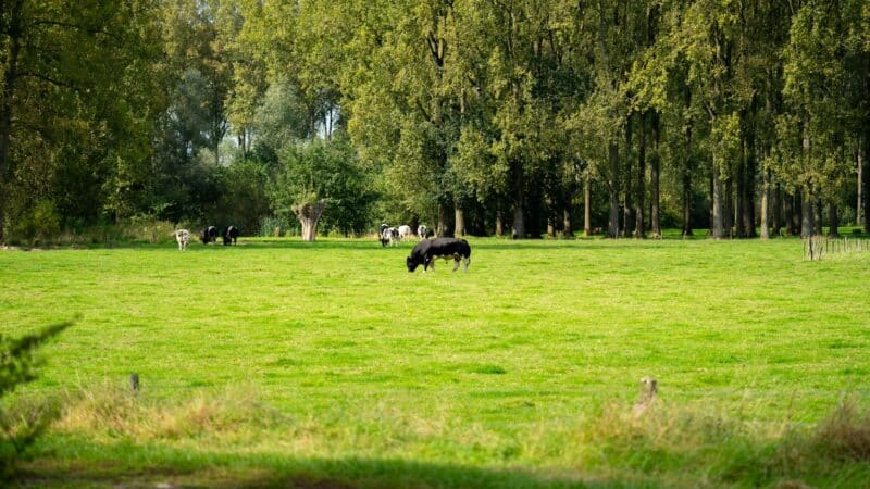 Gyvulininkystės ateitis Lietuvoje: kaip ganykliniai ūkiai prisitaiko prie besikeičiančio klimato ir rinkos