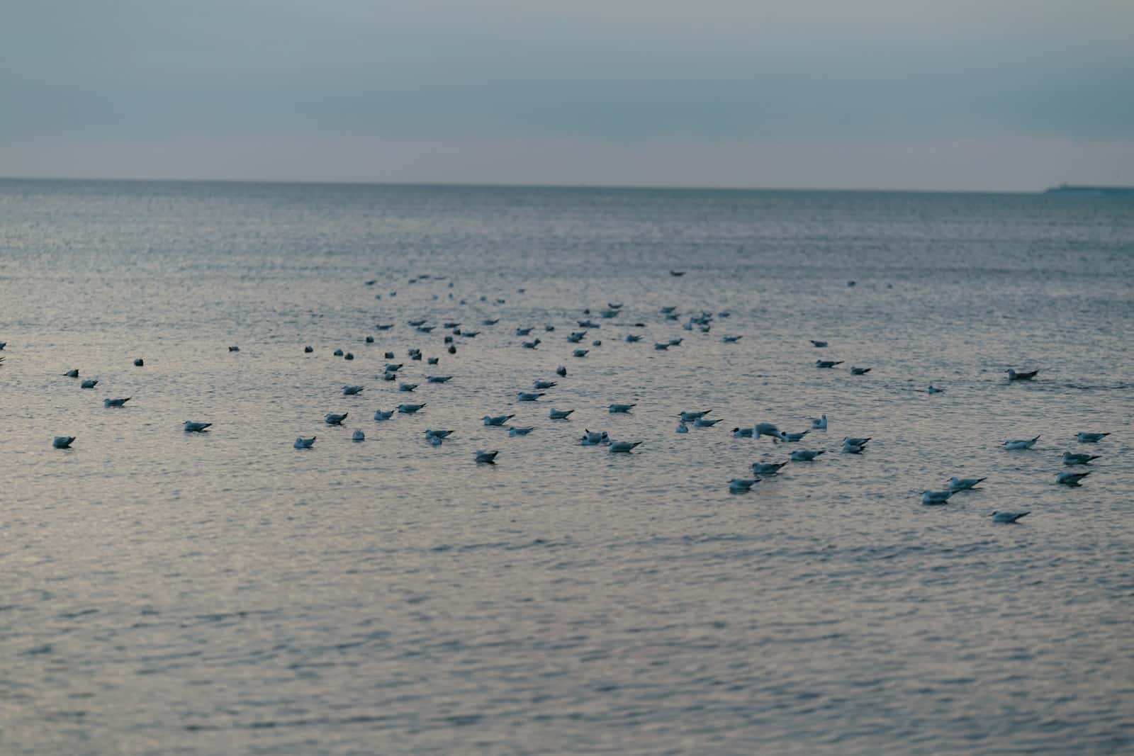Jūriniai vėjo parkai Baltijos jūroje: ką artėjanti plėtra reiškia vartotojams ir verslui