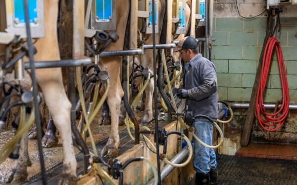 Pieno ūkiai prie rinkos kryžkelės: kodėl dalis ūkininkų traukiasi ir kaip tai gali atsiliepti kainoms