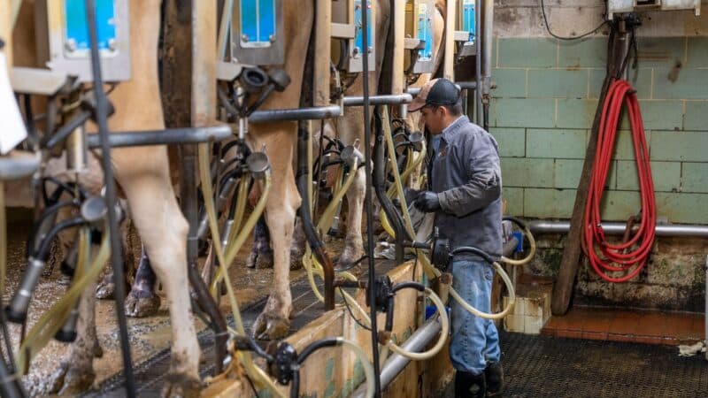 Pieno ūkiai prie rinkos kryžkelės: kodėl dalis ūkininkų traukiasi ir kaip tai gali atsiliepti kainoms