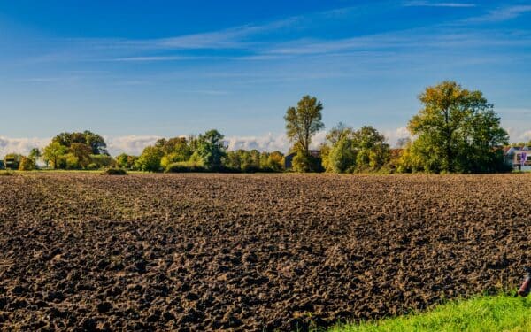 Tarpinis pasėlis po javų ir rapsų: kaip užauginti antrą derlių dirvožemiui ir sumažinti sąnaudas