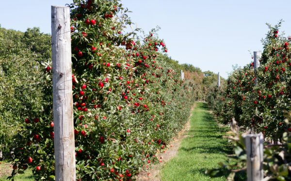 Tvarūs sodai be didelių investicijų: kaip atnaujinti obelų ir vaismedžių sodą ir neprarasti derliaus