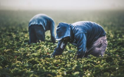 Uogų augintojų kryžkelė: kaip keičiasi braškių ir aviečių verslas, pirkėjų įpročiai ir regionų ateitis